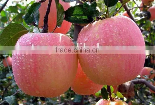 Factory Supply 100% Natural Apple Extract, Apple P.E.