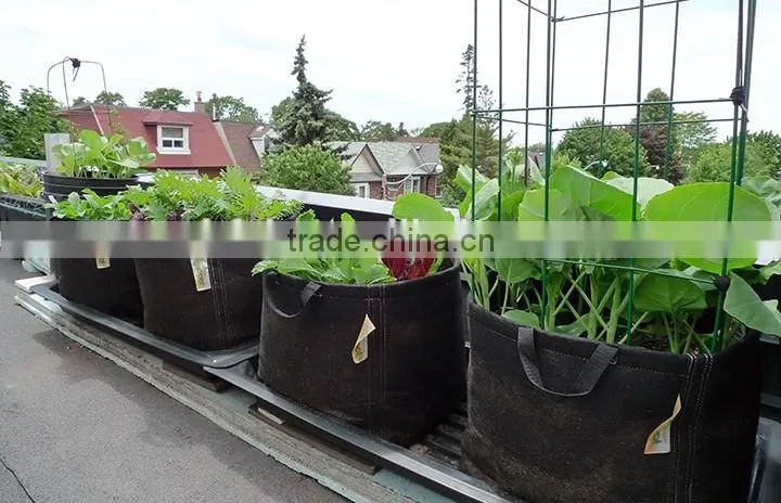 Oyster mushroom grow bag
