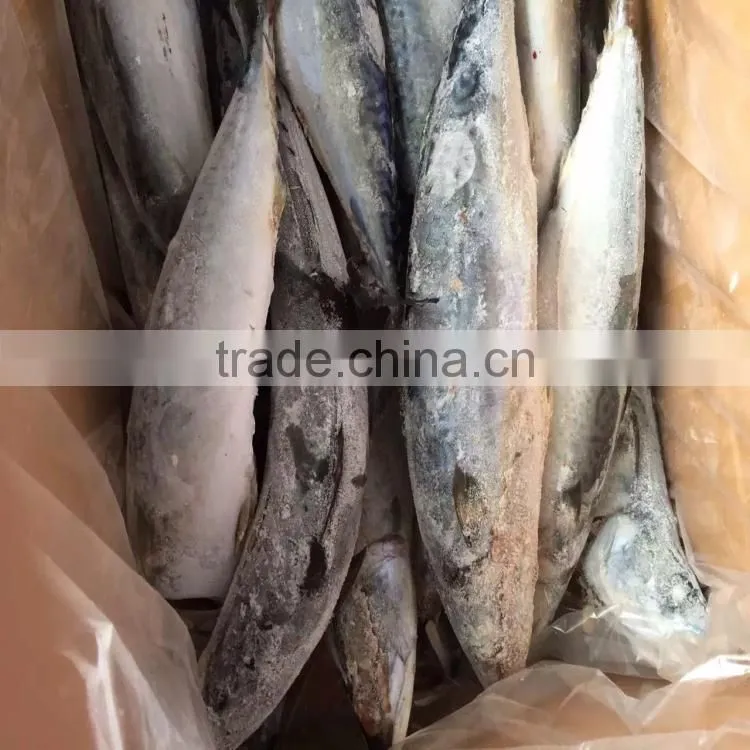 frozen mackerel scomber japonicus fish mackerel 300-500G seafrozen for sale