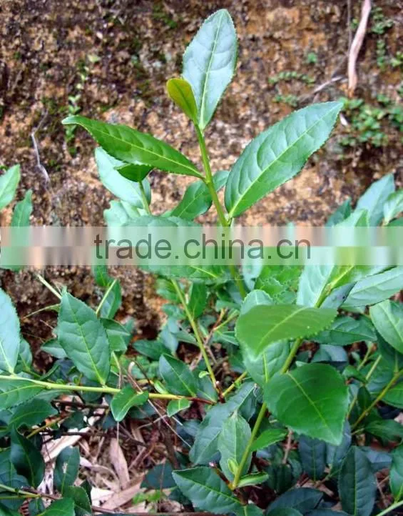 Top quality tea sieving machine with compact structure