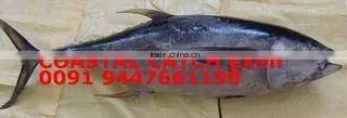 Coastal Catch Exim company overview - view 2