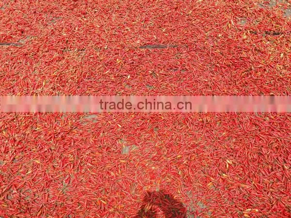 Fresh red chili (0084948425455 VIBER, WHATSAPP/SKYPE: VISIMEX05)
