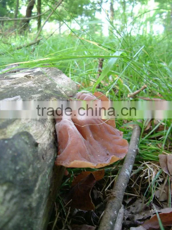 dried black fungus