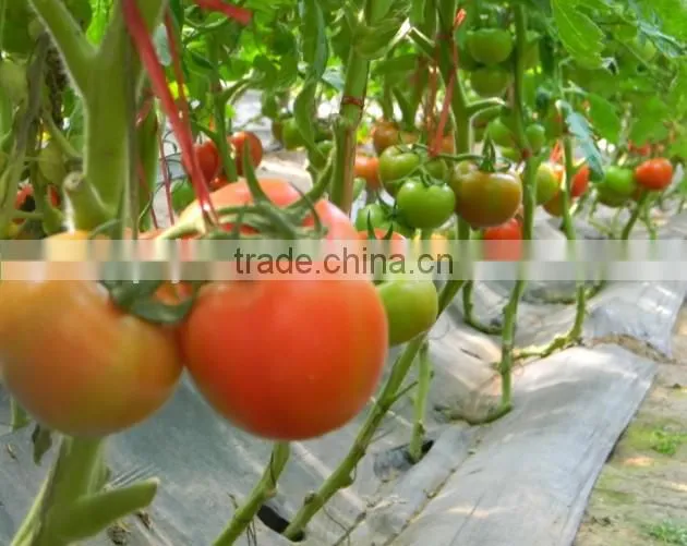 China ISO/ IMO /IAF supplier liquid chitosn oligo bio pesticide fertilizer for agriculture