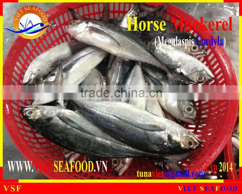 FRESH RAM MATERIALS W/R HORSE MACKEREL