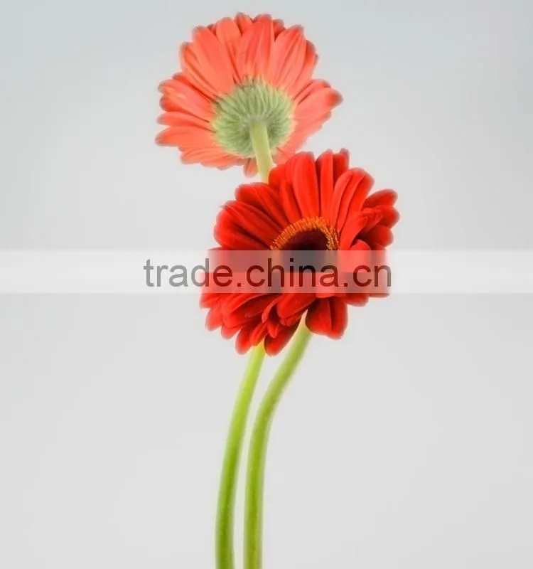 Bottom price Savanna dubai fresh flower red color gerbera