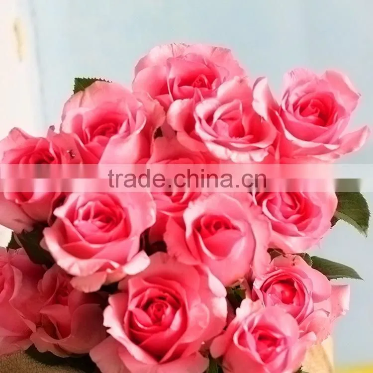 Cheap honey peach economic single rose flower delivery