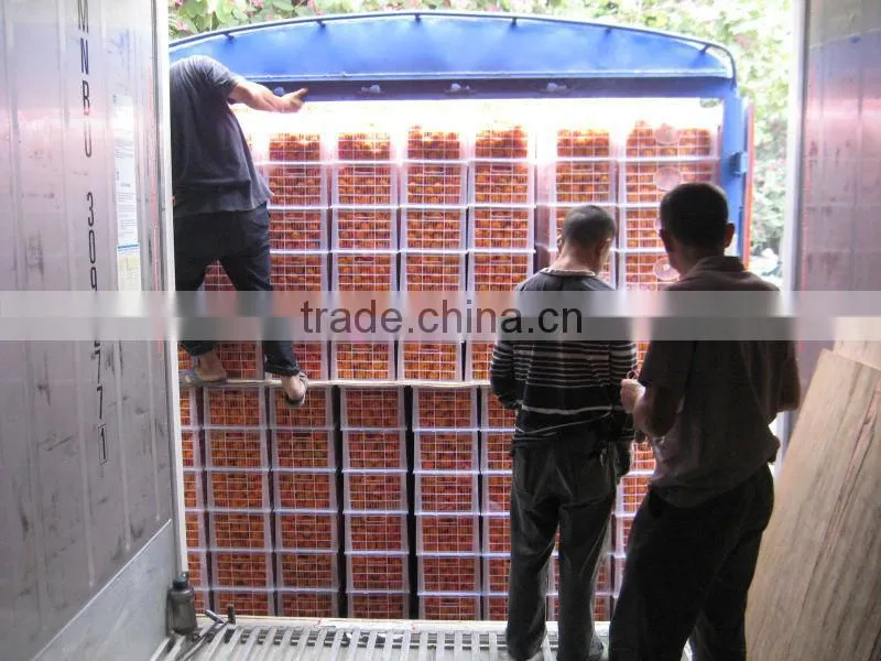 2013 fresh nanfeng baby mandarin from BROTHER KINGDOM