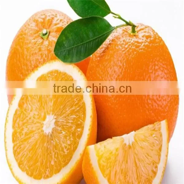 Hot selling fresh navel orange