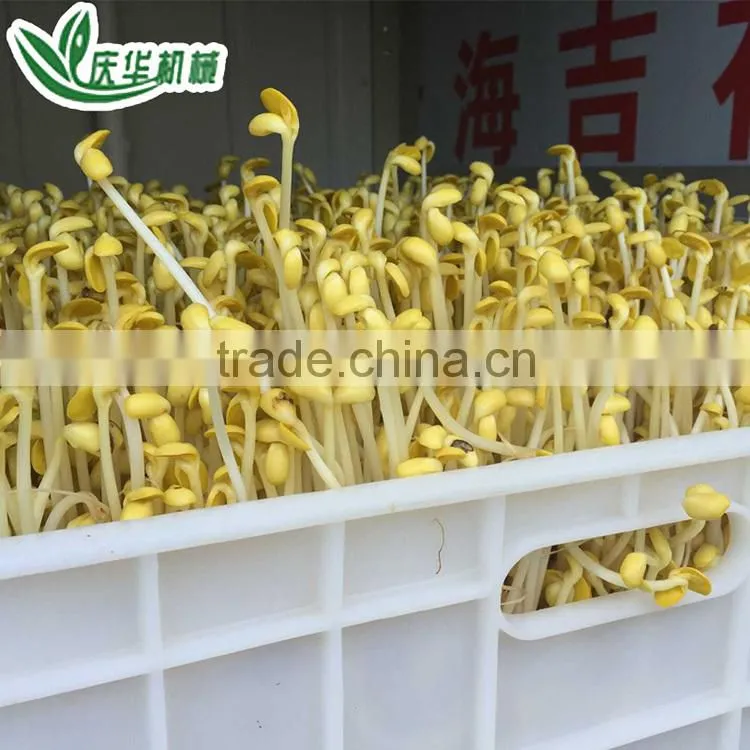 Full-automatic Bean Sprouts Machine(CE)