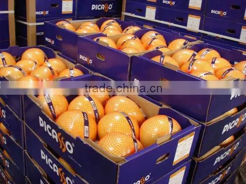China original fruit fresh honey pomelo