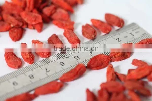 superfine china barbary wolfberry fruit
