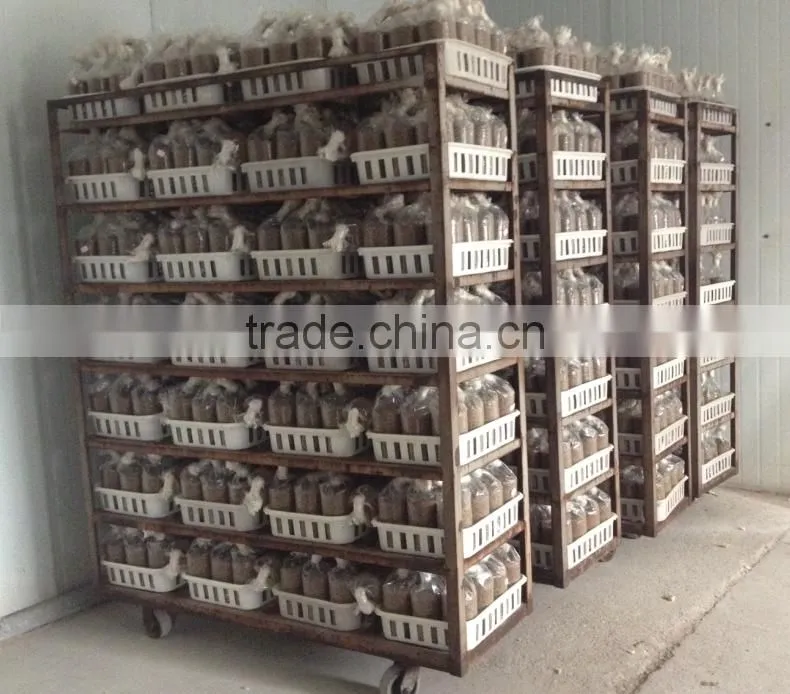 2016 Best Selling Mushroom Grow Bags plastic crate