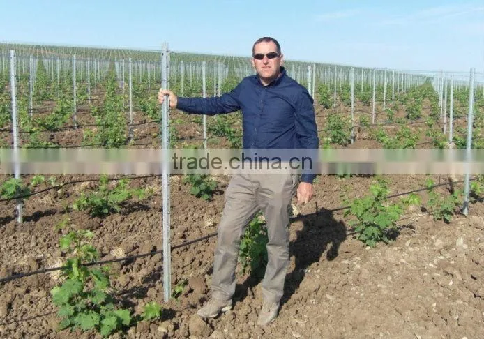 vineyard post factory in China
