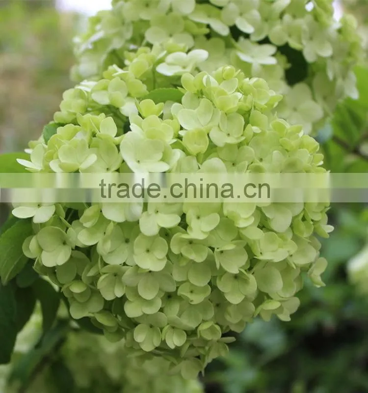 Newest Best-Selling popular lime green hydrangea flower