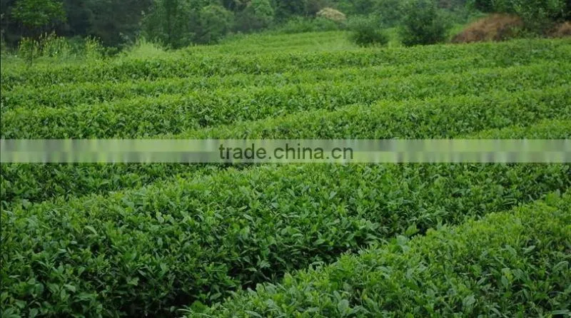 USDA certified factory organic matcha green tea powder japan from china ORIENTAL TEA APPLIED AND RESERCH INSTITUTE