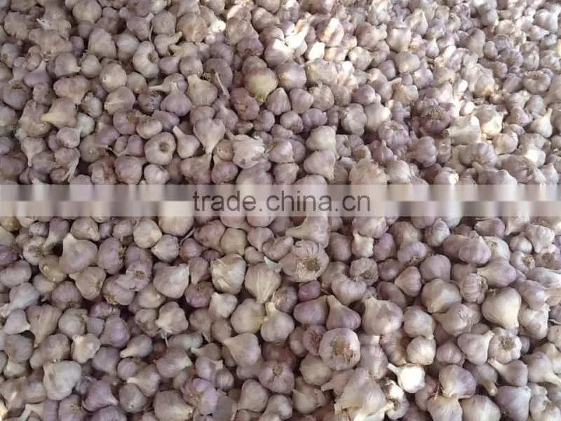 Garlic