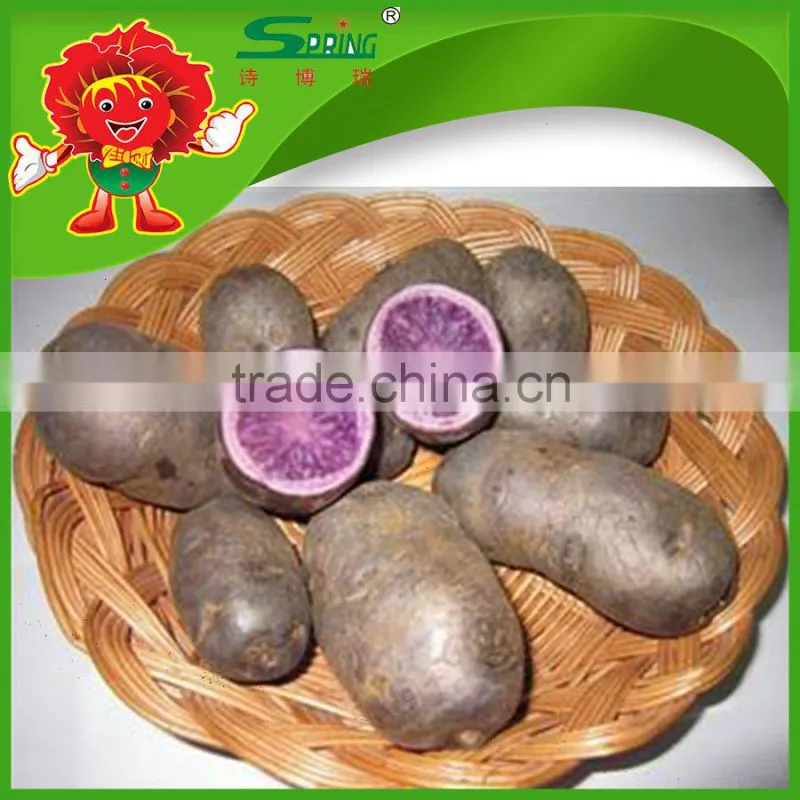 All year round yellow potato fresh purple sweet potato
