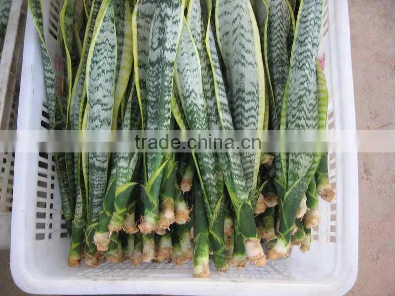 golden green Sansevieria for indoor ornamental bonsai plants