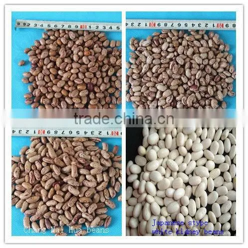 ADZUKI BEAN