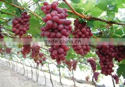 best quality organic fertilizer crusher//0086-15838061756