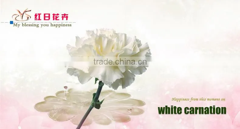 wholesale fresh cut flower of white carnation