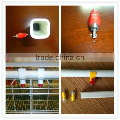 chicken egg poultry farm