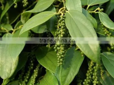 Quality warranted good price pepper processing line