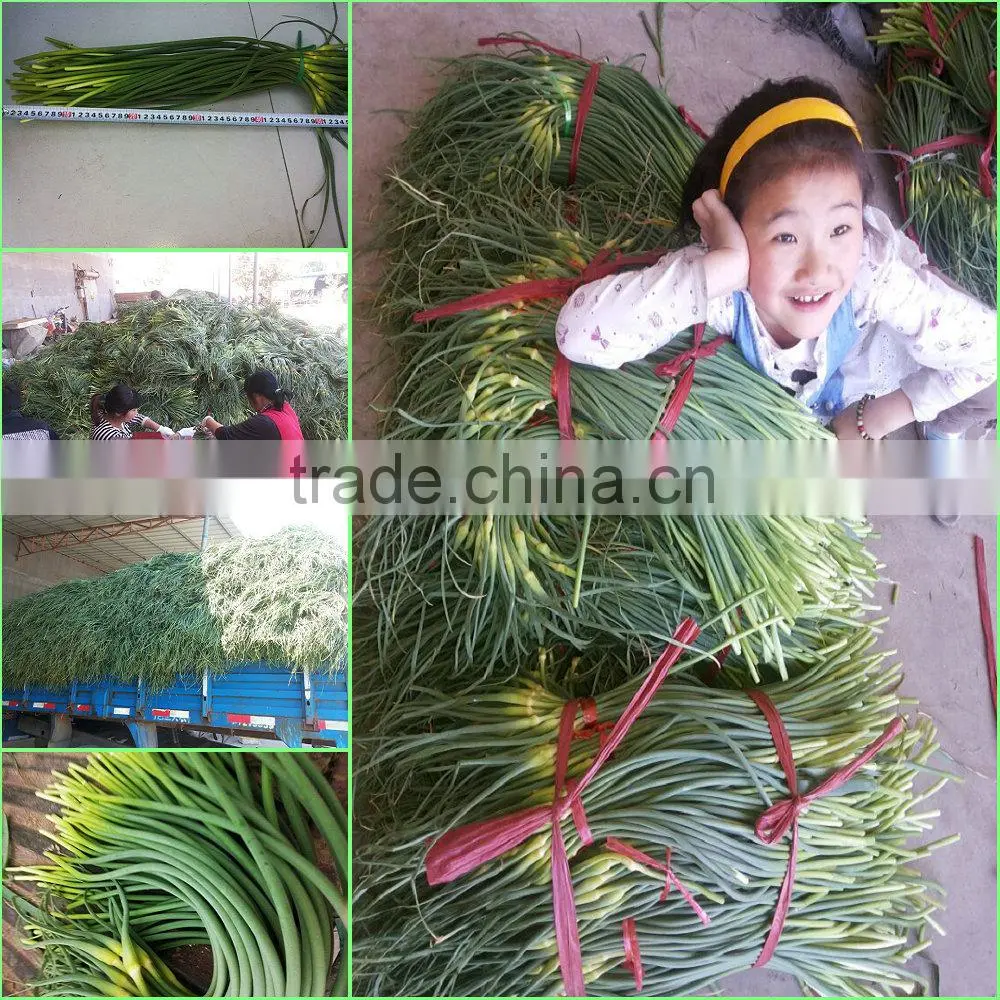 Fresh Garlic Sprouts/Garlic moss/ Garlic moss exports Europe and the United States/southeast Asia/dubai