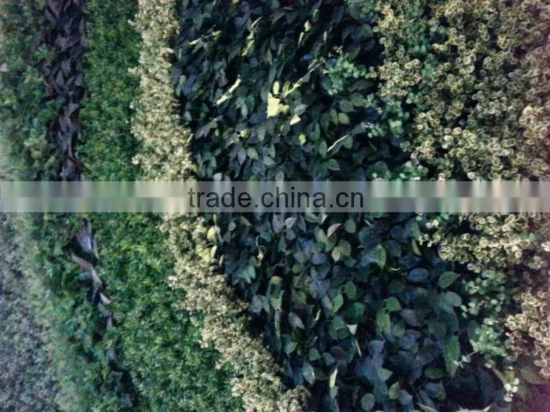 Garden green wall