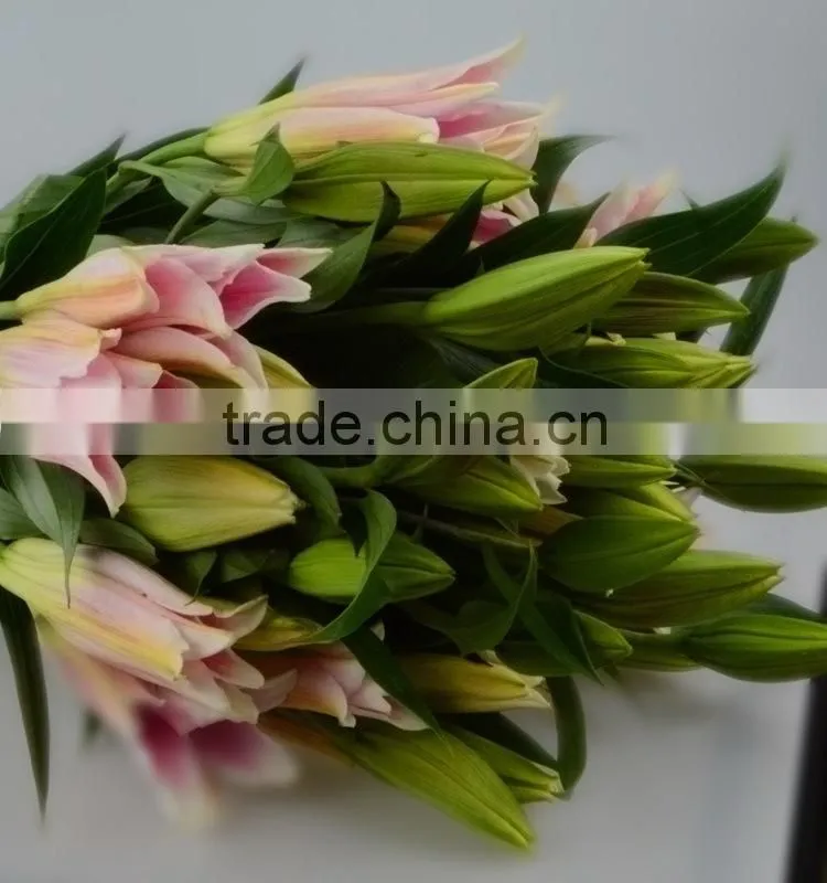 New sorbonne export lilies fresh cut flowers