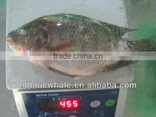 90%NW 300-500G Good Price Tilapia