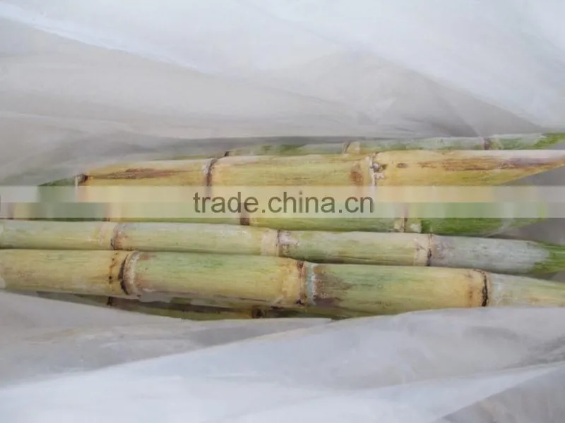 FROZEN SUGAR CANE - GOOD QUALITY