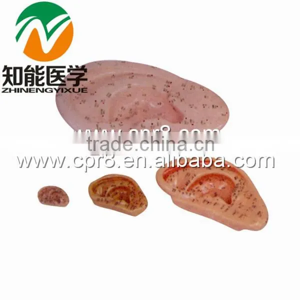 BIX-Y1016 ear acupuncture model 13cm(chinese and english)