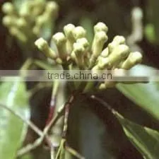 Clove Bud Oleoresin