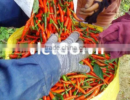 Good quality dry red chili