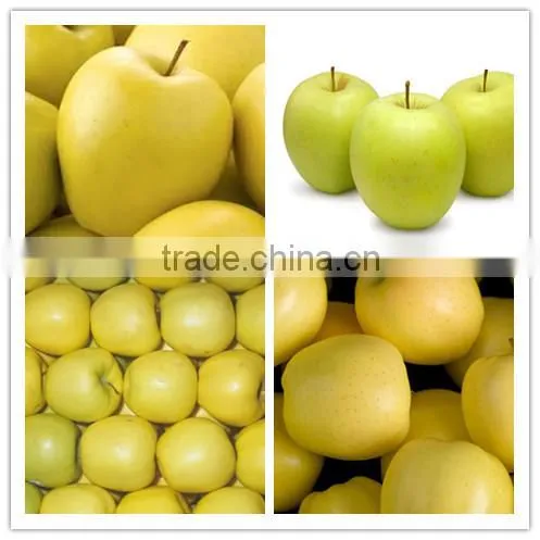 New Crop Chinese Fresh sweet Golden delicious apple with good quality