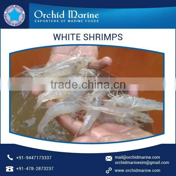 Premium Quality Natural Taste White Shrimps with Long Shelf Life