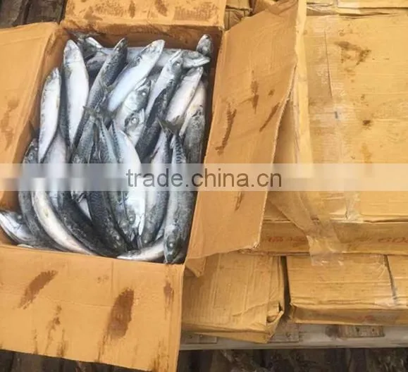Wholesale Frozen Seafood Fish -Mackerel Fish