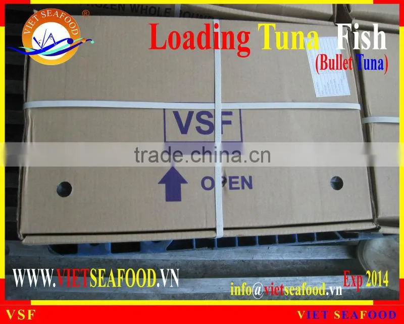 LOADING WHOLE ROUND BULLET TUNA