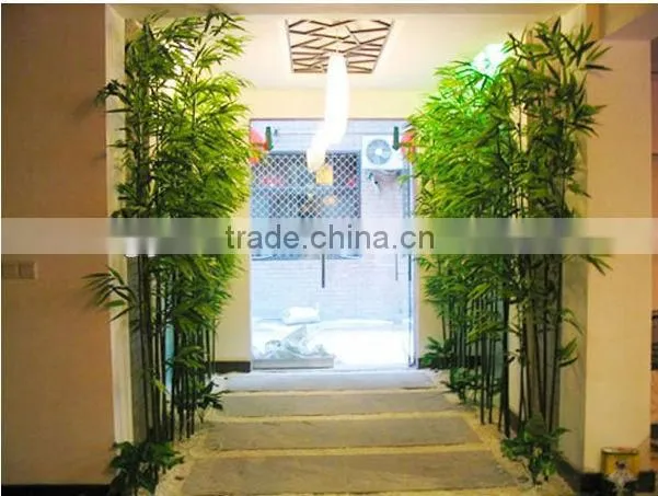 Lucky bamboos