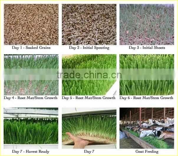 Black Bean Sprouts Making Machine | Green Mung Bean Sprouting Machine