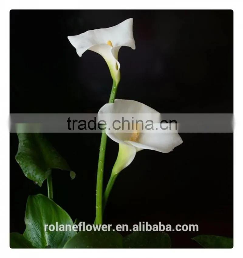 2016 lastest arriving cut white calla lily flower for selling