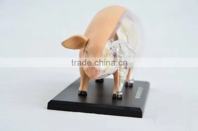 V-AM057 4D MASTER Pig specimens anatomical model