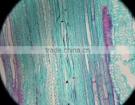Cushaw Stem L.S Individual microscope prepared slide