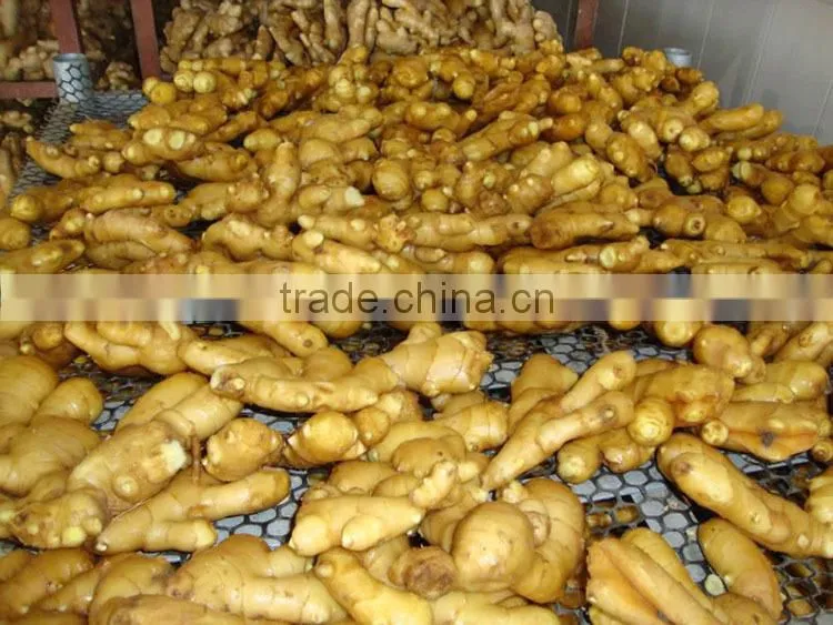 Chinese fresh ginger 2016 at wholesale ginger price