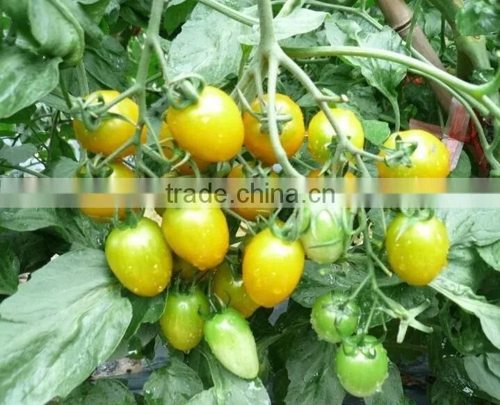 Hybrid small yellow Tomato Seeds for sale-Yellow Angel