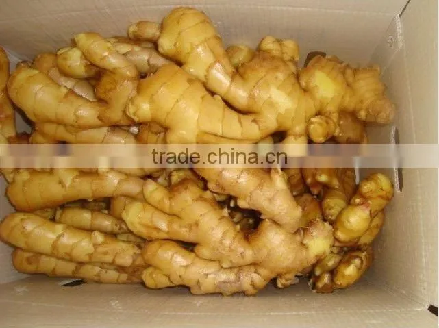 Chinese ginger, mature ginger root