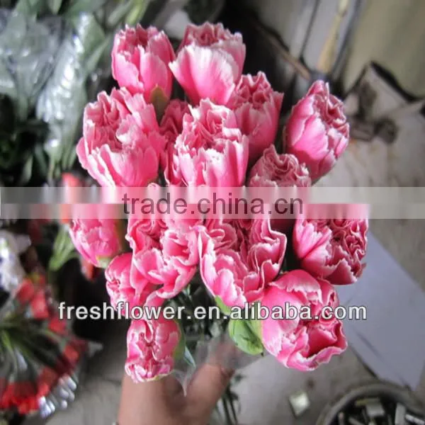 Christmas present of fresh flower named fresh carnation flower