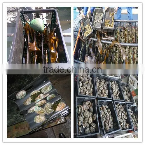 Natural Abalone Feed Dried Kelp Seaweed Raw Materials and Small Pieces